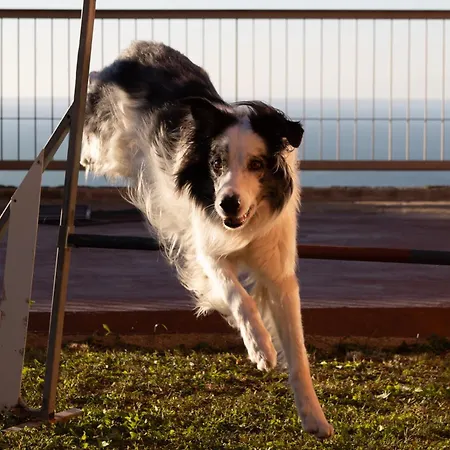 In Con Terrazza Vista Mare - Pet Friendly شقة ترييستي